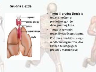 Grudna zlezda
• Timus ili grudna žlezda je
organ smešten u
prednjem, gornjem
delu grudnog koša.
• Timus je centralni
organ limfatičnog sistema.
• Kod dece ima bitnu ulogu
u odbrani organizma, dok
kasnije tu ulogu gubi i
prelazi u masno tkivo.
 