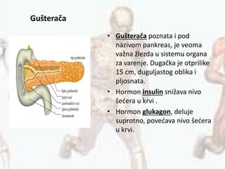 Gušterača
• Gušterača poznata i pod
nazivom pankreas, je veoma
važna žlezda u sistemu organa
za varenje. Dugačka je otprilike
15 cm, duguljastog oblika i
pljosnata.
• Hormon insulin snižava nivo
šećera u krvi .
• Hormon glukagon, deluje
suprotno, povećava nivo šećera
u krvi.
 