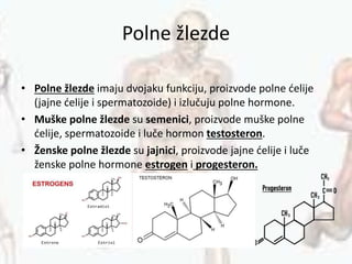 Polne žlezde
• Polne žlezde imaju dvojaku funkciju, proizvode polne ćelije
(jajne ćelije i spermatozoide) i izlučuju polne hormone.
• Muške polne žlezde su semenici, proizvode muške polne
ćelije, spermatozoide i luče hormon testosteron.
• Ženske polne žlezde su jajnici, proizvode jajne ćelije i luče
ženske polne hormone estrogen i progesteron.
 