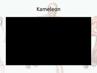 Kameleon
 