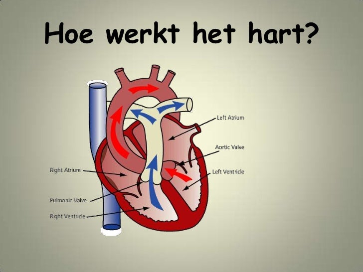 Lezing 20111116 hart en
