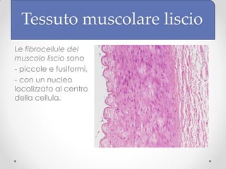 Tessuto muscolare liscio
Le fibrocellule del
muscolo liscio sono
- piccole e fusiformi,
- con un nucleo
localizzato al centro
della cellula.
 