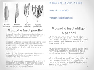 In base al tipo di unione tra fasci


                                                  muscolari e tendini


                                                  vengono classificati in:




                                                    Muscoli a fasci obliqui
 Muscoli a fasci paralleli
Muscoli nastriformi: sono quelli che hanno               o pennati
fasci muscolari organizzati parallelamente
fra di loro da una estremità all'altra            Muscoli pennati: sono quelli che
                                                  hanno un tendine centrale sul quale
Muscoli fusiformi: sono quelli che hanno fasci    vanno a confluire e a tendersi le
muscolari pressoché paralleli tra di loro e       fibre muscolari
che si fanno convergenti su un tendine in
corrispondenza di una o di entrambe le
estremità                                         Muscoli semipennati: sono quelli che
                                                  hanno due lamine tendinee fra le
Muscoli larghi: sono quelli che hanno fasci       quali sono tese le fibre muscolari
muscolari piatti che si fondono con le
aponeurosi alle estremità
                                                  Muscoli pluripennati: sono quelli che
Muscoli a ventaglio: sono quelli in cui i fasci   hanno molti tendini di origine sui
muscolari divergono in corrispondenza di          quali vanno a confluire e a tendersi
una estremità e convergono su un tendine          le fibre muscolari
di inserzione all'altra estremità
 