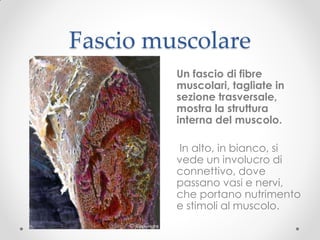 Fascio muscolare
         Un fascio di fibre
         muscolari, tagliate in
         sezione trasversale,
         mostra la struttura
         interna del muscolo.

         In alto, in bianco, si
         vede un involucro di
         connettivo, dove
         passano vasi e nervi,
         che portano nutrimento
         e stimoli al muscolo.
 