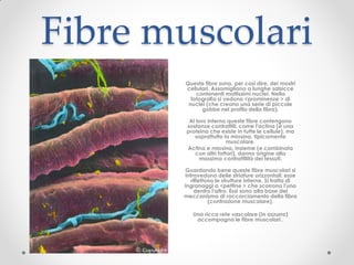 Fibre muscolari
       Queste fibre sono, per così dire, dei mostri
       cellulari. Assomigliano a lunghe salsicce
           contenenti moltissimi nuclei. Nella
         fotografia si vedono <prominenze > di
        nuclei (che creano una serie di piccole
             gobbe nel profilo della fibra).

         Al loro interno queste fibre contengono
        sostanze contrattili, come l'actina (è una
        proteina che esiste in tutte le cellule), ma
           soprattutto la miosina, tipicamente
                         muscolare.
        Actina e miosina, insieme (e combinata
           con altri fattori), danno origine alla
             massima contrattilità dei tessuti.

       Guardando bene queste fibre muscolari si
       intravedono delle striature orizzontali: esse
          riflettono le strutture interne. Si tratta di
       ingranaggi a <pettine > che scorrono l'uno
            dentro l'altro. Essi sono alla base del
       meccanismo di raccorciamento della fibra
                  (contrazione muscolare).

          Una ricca rete vascolare (in azzurro)
           accompagna le fibre muscolari..
 