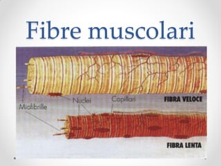 Fibre muscolari
 