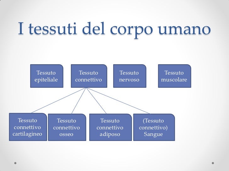 I Vari Tessuti Del Corpo Umano