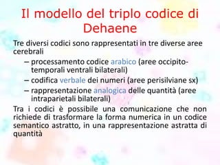 Il modello del triplo codice di
Dehaene
Tre diversi codici sono rappresentati in tre diverse aree
cerebrali
– processamento codice arabico (aree occipito-
temporali ventrali bilaterali)
– codifica verbale dei numeri (aree perisilviane sx)
– rappresentazione analogica delle quantità (aree
intraparietali bilaterali)
Tra i codici è possibile una comunicazione che non
richiede di trasformare la forma numerica in un codice
semantico astratto, in una rappresentazione astratta di
quantità
 