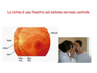 La retina è una finestra sul sistema nervoso centrale
 