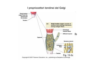 I propriocettori tendinei del Golgi
Ib
 