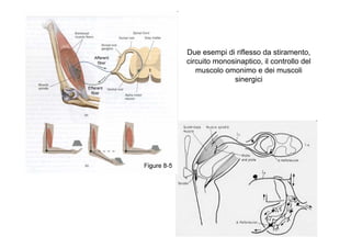 Due esempi di riflesso da stiramento,
circuito monosinaptico, il controllo del
muscolo omonimo e dei muscoli
sinergici
 