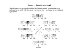 I neuroni cortico-spinali
I singoli neuroni cortico-spinali codificano principalmente la forza mentre sono
moderatamente selettivi direzione del movimento, che è codificata con un codice di
popolazione
 