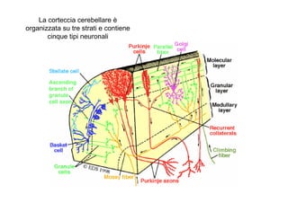 La corteccia cerebellare è
organizzata su tre strati e contiene
cinque tipi neuronali
 