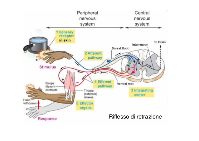 Fisiologia Sistema nervoso