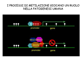 I PROCESSI DI METILAZIONE GIOCANO UN RUOLO
NELLA PATOGENESI UMANA

 