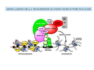 MODULAZIONE DELLA TRASCRIZIONE DA PARTE DI RECETTORI NUCLEARI

 