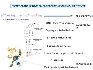 ESPRESSIONE GENICA IN EUCARIOTE: SEQUENZA DI EVENTI

3’
RNA, trascritto primario
Capping e poliadenilazione

TRASCRIZIONE
MODIFICAZ.
TP

Splicing o maturazione
Fuoriuscita dal nucleo
riconoscimento da parte dei ribosomi
traduzione
TRADUZIONE
Modificazioni post-traduzionali

 