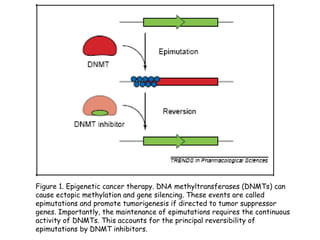 Figure 1. Epigenetic cancer therapy. DNA methyltransferases (DNMTs) can
cause ectopic methylation and gene silencing. These events are called
epimutations and promote tumorigenesis if directed to tumor suppressor
genes. Importantly, the maintenance of epimutations requires the continuous
activity of DNMTs. This accounts for the principal reversibility of
epimutations by DNMT inhibitors.

 
