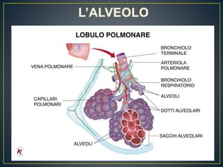 Lobulo Polmonare
