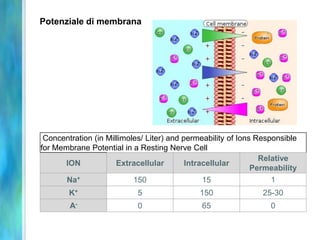 Potenziale di membrana
Concentration (in Millimoles/ Liter) and permeability of Ions Responsible
for Membrane Potential in a Resting Nerve Cell
ION Extracellular Intracellular
Relative
Permeability
Na+ 150 15 1
K+ 5 150 25-30
A- 0 65 0
 