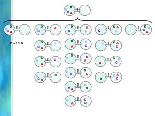 A
B
C
D
A
B
C
D
AB
C
D A
BC
D
A
B
C
D
A
B C
D
A
B
C
D
A
B
C
D
A
B C
D
A
B
C
D
A
BC
D
A
B
C D
A
B C
D
AB
C
D
A
B
C
D
AB
CD
A
B
C
D
P = 1/16
 