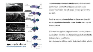 Neurodidattica | PDF