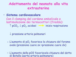 Adattamento del neonato alla vita
extrauterina
• Sistema cardiovascolare
Con il clamping del cordone ombelicale e
lastimolazione dei termocettori (freddo):
↑ pCO2, ↓ pO2, acidosi

inizio respirazione

↓ pressione arterie polmonari
– L’aumento di pO2 favorisce la chiusura del forame
ovale (pressione cuore sx >pressione cuore dx)
– L’aumento della pO2 favoriscela chiusura del dotto
di Botallo (aorta-arteria polmonare)

 