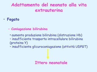 Adattamento del neonato alla vita
extrauterina
• Fegato
– Coniugazione bilirubina
• aumento produzione bilirubina (distruzione Hb)
• insufficiente trasporto intracellulare bilirubina
(proteina Y)
• insufficiente glicuroconiugazione (attività UDPGT)

Ittero neonatale

 