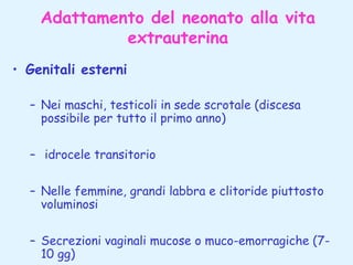 Adattamento del neonato alla vita
extrauterina
• Genitali esterni
– Nei maschi, testicoli in sede scrotale (discesa
possibile per tutto il primo anno)
– idrocele transitorio
– Nelle femmine, grandi labbra e clitoride piuttosto
voluminosi
– Secrezioni vaginali mucose o muco-emorragiche (710 gg)

 