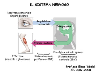 IL SISTEMA NERVOSO
Recettore sensoriale
Organi di senso
Acquisizione
sensoriale

Integrazione

Stimolo motorio
Encefalo e midollo spinale
Effettore
(muscolo o ghiandola)

Sistema nervoso
periferico (SNP)

Sistema nervoso
centrale (SNC)

Prof.ssa Elena Tibaldi
1
AS 2007-2008

 