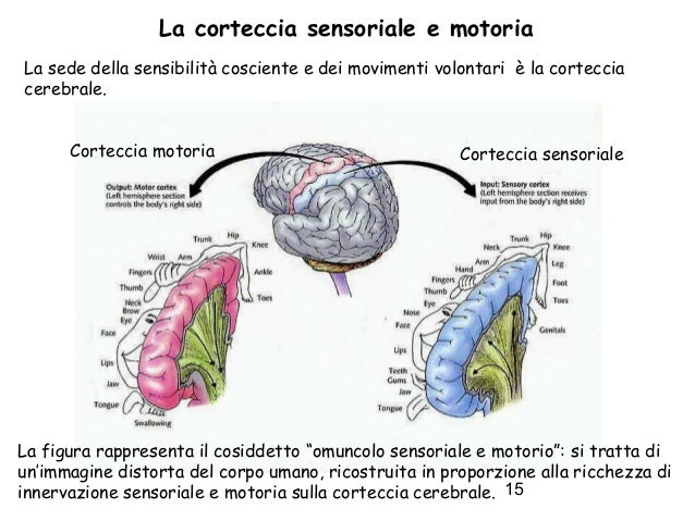 lezione-sistema-nervoso