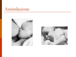 Assimilazione 
 