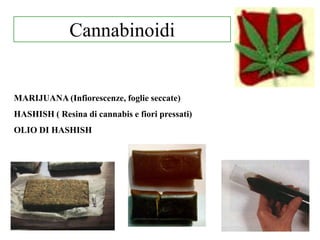 MARIJUANA (Infiorescenze, foglie seccate)
HASHISH ( Resina di cannabis e fiori pressati)
OLIO DI HASHISH
Cannabinoidi
 