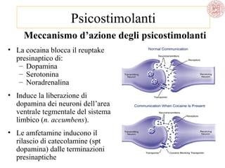 Psicostimolanti
Meccanismo d’azione degli psicostimolanti
• La cocaina blocca il reuptake
presinaptico di:
– Dopamina
– Serotonina
– Noradrenalina
• Induce la liberazione di
dopamina dei neuroni dell’area
ventrale tegmentale del sistema
limbico (n. accumbens).
• Le amfetamine inducono il
rilascio di catecolamine (spt
dopamina) dalle terminazioni
presinaptiche

 