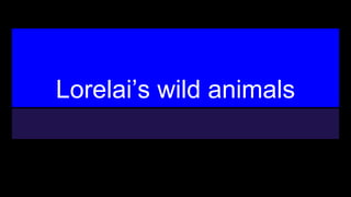 Lorelai’s wild animals
 