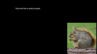 Squirrels like to attack people.
 