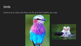 birds
birds love to chirp and they can fly and their babies are cute.
 