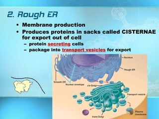 Cisterna Rer Cell structures, cell theory, biological diversity | PPT
