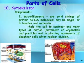 Cell structures, cell theory, biological diversity | PPT