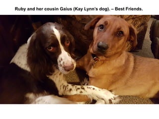 Ruby and her cousin Gaius (Kay Lynn’s dog). – Best Friends.
 