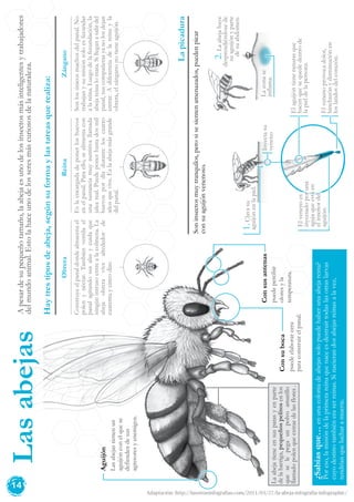 14
Soninsectosmuytranquilos,perosisesientenamenazados,puedenpicar
consuaguijónvenenoso.
Construyeelpanaldondealmacenael
polenynéctar.Tambiénventilael
panalagitandosusalasycuidaque
ningúnintrusoentrealacolmena.La
abejaobreravivealrededorde
cuarentaycincodías.
Obrera
Eslaencargadadeponerloshuevos
enelpanal.Paraello,sealimentacon
unasustanciamuynutritivallamada
jaleareal.Puedeponerhastadosmil
huevospordíaduranteloscuatro
añosquevive.Eslaabejamásgrande
delpanal.
Reina
Aguijón
Lasabejastienenun
aguijónconelquese
defiendendesus
agresoresyenemigos.
Consuboca
puedeelaborarcera
paraconstruirelpanal.
Haytrestiposdeabeja,segúnsuformaylastareasquerealiza:
Lapicadura
Sonlosúnicosmachosdelpanal.No
trabajanysumisiónsoloesfecundar
alareina.Luegodelafecundación,la
abejareinalomata.Silleganasalirdel
panal,suscompañerasyanolosdejan
entrar.Adiferenciadelareinayla
obrera,elzánganonotieneaguijón.
Zángano
1.Clavasu
aguijónenlapiel.
Inyectasu
veneno
Elvenenoes
inyectadoporuna
agujaqueestáen
elinteriordel
aguijón.
2.Laabejahuye
desprendiéndosede
suaguijónyparte
desuabdomen.
Elaguijóntieneranurasque
hacenquesequededentrode
lapieldelapersona.
Elvenenoprovocadolor,
hinchazónydisminuciónen
loslatidosdelcorazón.
Lazonase
inflama.
Consusantenas
puedepercibir
oloresyla
temperatura.
¿Sabíasque…enunacoloniadeabejassolopuedehaberunaabejareina?
Poreso,lamisióndelaprimerareinaquenaceesdestruirtodaslasotraslarvas
cuyodestinotambiéneraserreinas.Sinacierandosabejasreinasalavez,
tendríanquelucharamuerte.
LasabejasApesardesupequeñotamaño,laabejaesunodelosinsectosmásinteligentesytrabajadores
delmundoanimal.Estolahaceunodelosseresmáscuriososdelanaturaleza.
Laabejatieneensuspatasyenparte
delabarriga,pequeñospelitosenlos
queselepegaunpolvoamarillo
llamadopolenqueextraedelasflores.
Adaptación: http://lasotrasinfografias.com/2011/03/27/la-abeja-infografia-infographic/
 