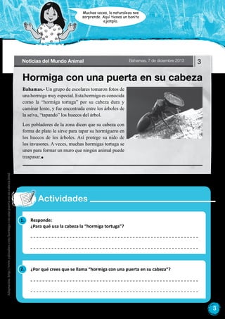 3
1.
2.
Responde:
¿Para qué usa la cabeza la “hormiga tortuga”?
¿Por qué crees que se llama “hormiga con una puerta en su cabeza“?
Bahamas.- Un grupo de escolares tomaron fotos de
una hormiga muy especial. Esta hormiga es conocida
como la “hormiga tortuga” por su cabeza dura y
caminar lento, y fue encontrada entre los árboles de
la selva, “tapando” los huecos del árbol.
Los pobladores de la zona dicen que su cabeza con
forma de plato le sirve para tapar su hormiguero en
los huecos de los árboles. Así protege su nido de
los invasores. A veces, muchas hormigas tortuga se
unen para formar un muro que ningún animal puede
traspasar.
Hormiga con una puerta en su cabeza
Noticias del Mundo Animal Bahamas, 7 de diciembre 2013 3
Muchas veces, la naturaleza nos
sorprende. Aquí tienes un bonito
ejemplo.
Actividades
Adaptación:http://www.yalosabes.com/hormiga-con-una-puerta-en-su-cabeza.html
 