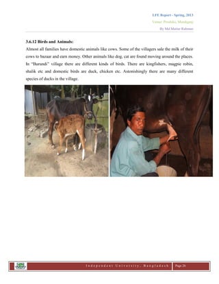 LFE Report - Spring, 2013
Venue: Proshika, Manikganj
By Md.Matiur Rahman
I n d e p e n d e n t U n i v e r s i t y , B a n g l a d e s h Page 26
3.6.12 Birds and Animals:
Almost all families have domestic animals like cows. Some of the villagers sale the milk of their
cows to bazaar and earn money. Other animals like dog, cat are found moving around the places.
In “Burundi” village there are different kinds of birds. There are kingfishers, magpie robin,
shalik etc and domestic birds are duck, chicken etc. Astonishingly there are many different
species of ducks in the village.
 
