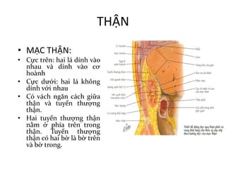 THẬN
• MẠC	THẬN:
• Cực trên: hai lá dính vào
nhau và dính vào cơ
hoành
• Cực dưới: hai lá không
dính với nhau
• Có vách ngăn cách giữa
thận và tuyến thượng
thận.
• Hai tuyến thượng thận
nằm ở phía trên trong
thận. Tuyến thượng
thận có hai bờ là bờ trên
và bờ trong.
 