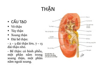 THẬN
• CẤU	TẠO
§ Vỏ thận
§ Tủy thận
§ Xoang thận
§ Đài bể thận:
- 2 – 3 đài thận lớn, 7 – 13
đài thận nhỏ.
- Bể thận: có hình phễu,
một phần nằm trong
xoang thận, một phần
nằm ngoài xoang.
 