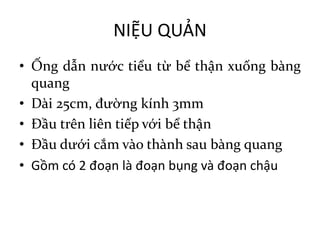 • Ống dẫn nước tiểu từ bể thận xuống bàng
quang
• Dài 25cm, đường kính 3mm
• Đầu trên liên tiếp với bể thận
• Đầu dưới cắm vào thành sau bàng quang
• Gồm có 2	đoạn là đoạn bụng và đoạn chậu
NIỆU	QUẢN
 