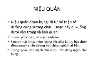 NIỆU	QUẢN
• Niệu quản đoạn bụng:	đi từ bể thận tới
đường cung xương chậu.	Đoạn này đi xuống
dưới vào trong và liên quan:
§ Trước: phúc mạc, bó mạch sinh dục.
§ Sau: cơ thắt lưng, mỏm ngang đốt sống L3-L5, bắt chéo
động mạch chậu chung hay chậu ngoài hai bên.
§ Trong: phải: tĩnh mạch chủ dưới, trái: động mạch chủ
bụng.
 