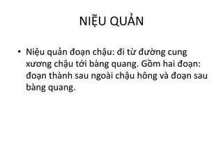 NIỆU	QUẢN
• Niệu quản đoạn chậu:	đi từ đường cung
xương chậu tới bàng quang.	Gồm hai đoạn:	
đoạn thành sau ngoài chậu hông và đoạn sau
bàng quang.
 