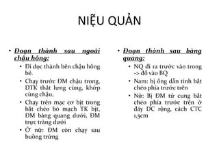 NIỆU	QUẢN
• Đoạn thành sau ngoài
chậu hông:
• Đi dọc thành bên chậu hông
bé.
• Chạy trước ĐM chậu trong,
DTK thắt lưng cùng, khớp
cùng chậu,
• Chạy trên mạc cơ bịt trong
bắt chéo bó mạch TK bịt,
ĐM bàng quang dưới, ĐM
trực tràng dưới
• Ở nữ: ĐM còn chạy sau
buồng trứng
• Đoạn thành sau bàng
quang:
• NQ đi ra trước vào trong
-> đổ vào BQ
• Nam: bị ống dẫn tinh bắt
chéo phía trước trên
• Nữ: Bị ĐM tử cung bắt
chéo phía trước trên ở
đáy DC rộng, cách CTC
1,5cm
 