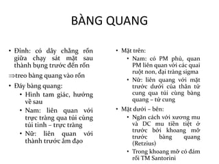 BÀNG	QUANG
• Đỉnh: có dây chằng rốn
giữa chạy sát mặt sau
thành bụng trước đến rốn
Þtreo bàng quang vào rốn
• Đáy bàng quang:
• Hình tam giác, hướng
về sau
• Nam: liên quan với
trực tràng qua túi cùng
túi tinh – trực tràng
• Nữ: liên quan với
thành trước âm đạo
• Mặt trên:
• Nam: có PM phủ, quan
PM liên quan với các quai
ruột non, đại tràng sigma
• Nữ: liên quang với mặt
trước dưới của thân tử
cung qua túi cùng bàng
quang – tử cung
• Mặt dưới – bên:
• Ngăn cách với xương mu
và DC mu tiền tiệt ở
trước bởi khoang mỡ
trước bàng quang
(Retzius)
• Trong khoang mỡ có đám
rối TM Santorini
 